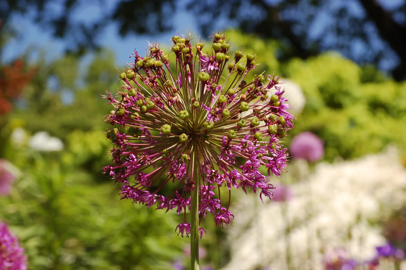 Globemaster Ornamental Onion (Allium 'Globemaster') — This eye-catching hybrid showcases dense clusters of star-shaped