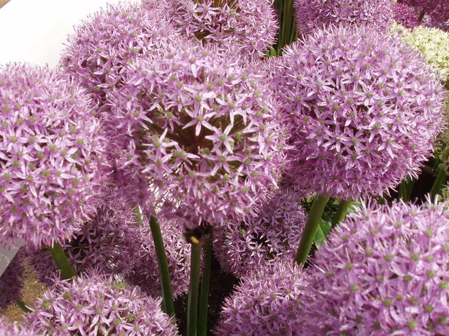 Globemaster Ornamental Onion (Allium 'Globemaster') — and is known to attract pollinators such as bees and butterflies to the garden.<br><br>For landscape