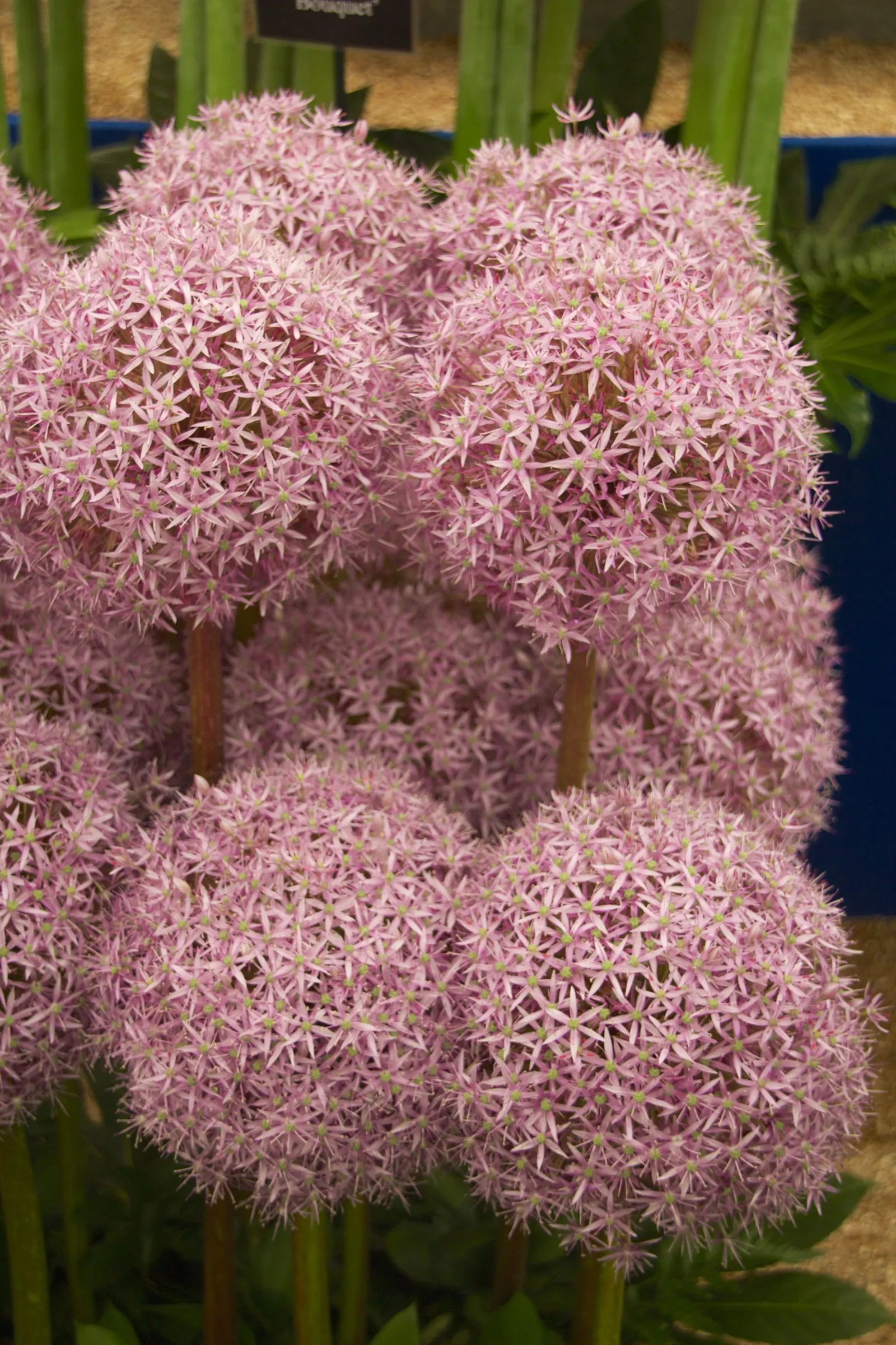 Globemaster Ornamental Onion (Allium 'Globemaster') — glossy green leaves that typically wither before the blooms emerge in late spring to early, image 32
