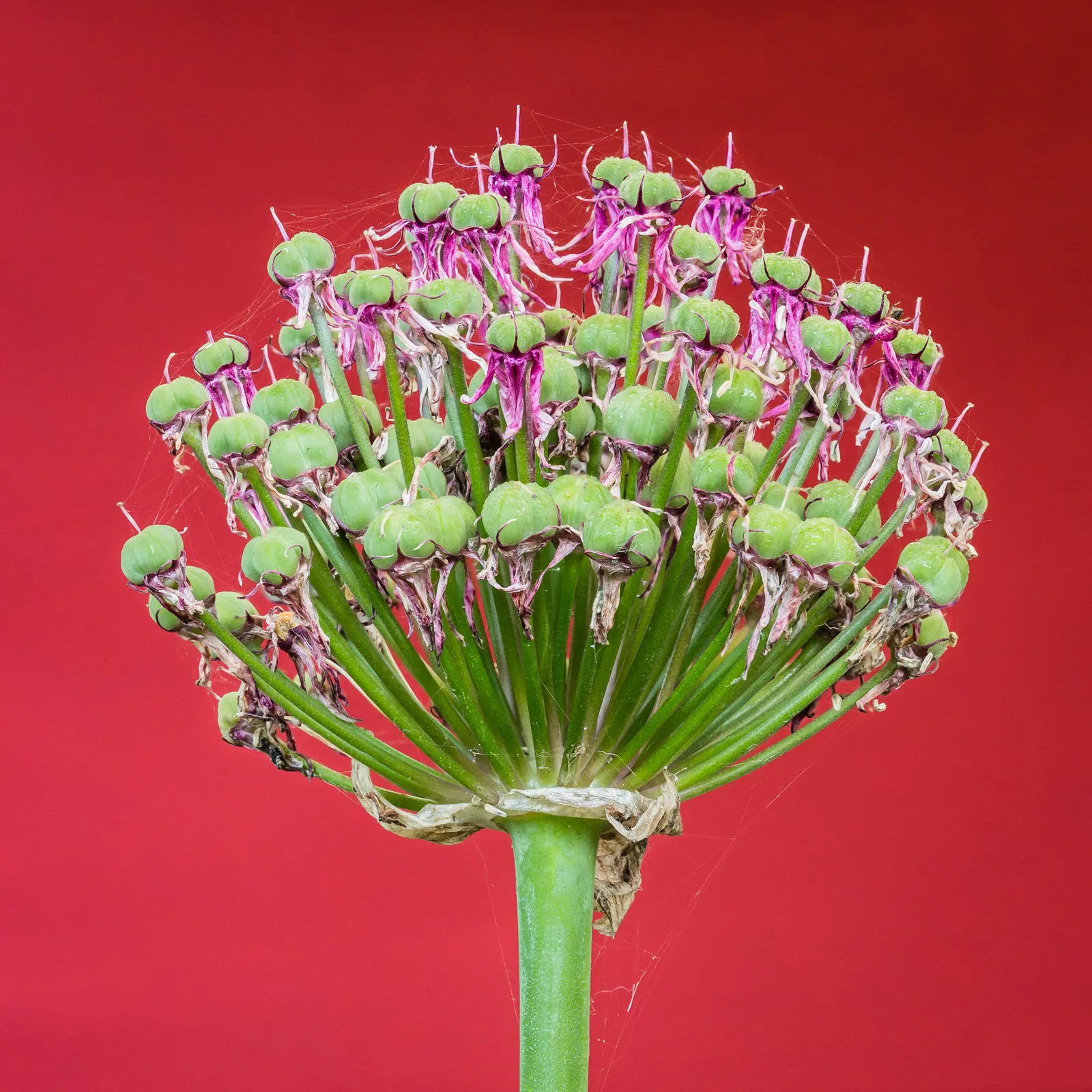 Globemaster Ornamental Onion (Allium 'Globemaster') — the Allium 'Globemaster' is resistant to deer and rabbits; glossy green leaves that typically wither