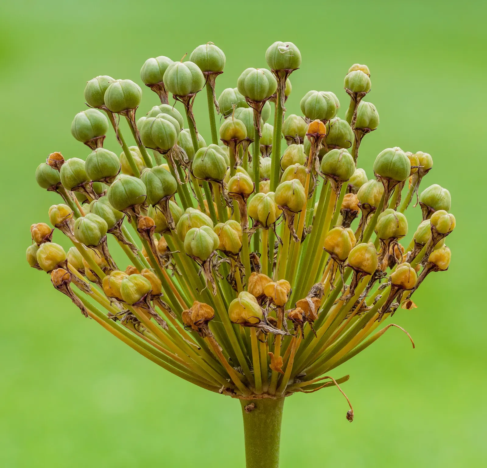 Globemaster Ornamental Onion (Allium 'Globemaster') — This lofty stature is accompanied by strap-shaped; this ornamental onion blooms in late, image 52