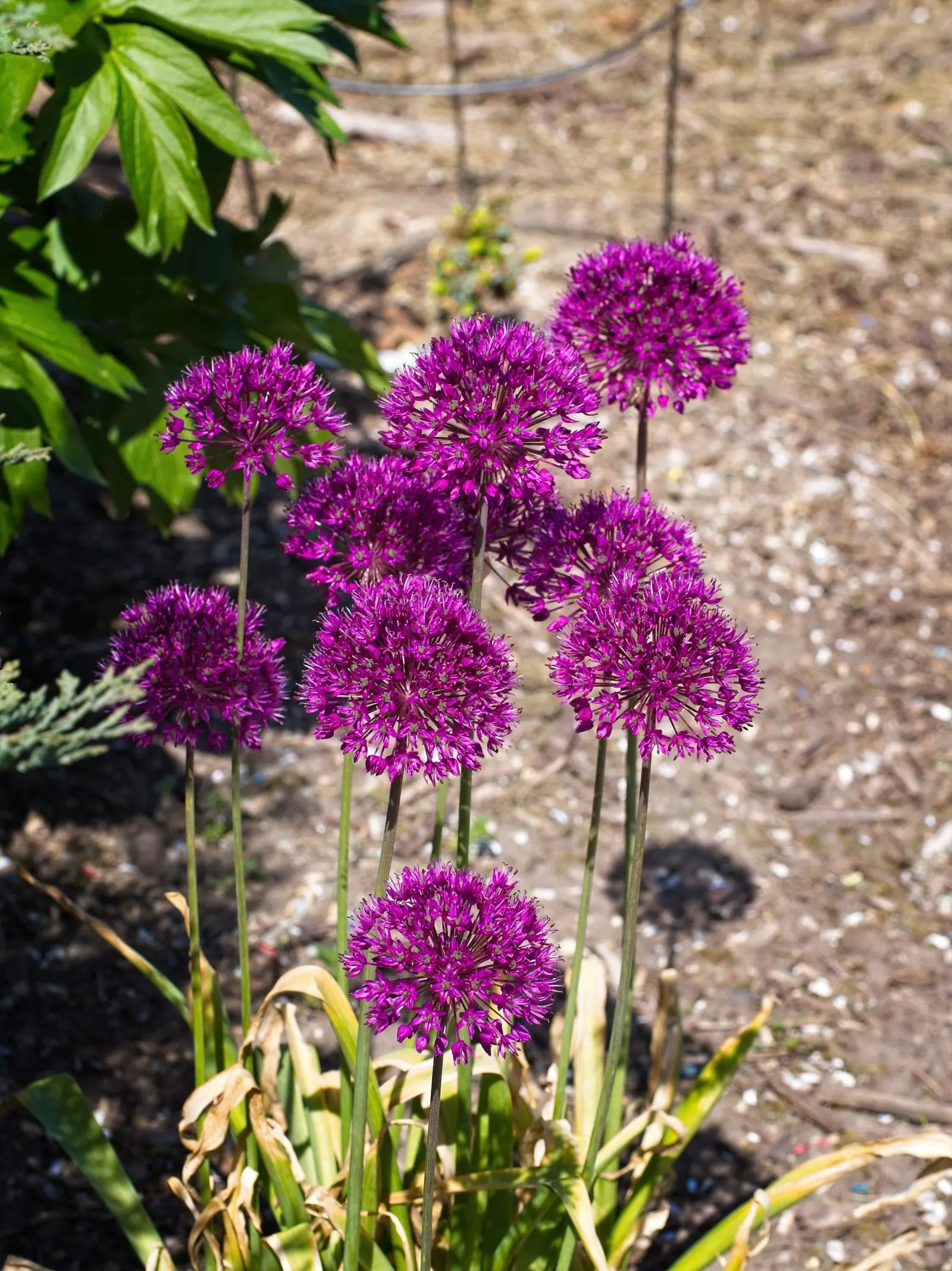 Globemaster Ornamental Onion (Allium 'Globemaster') — Its robust globes on tall stems are perfect for creating a focal point in borders