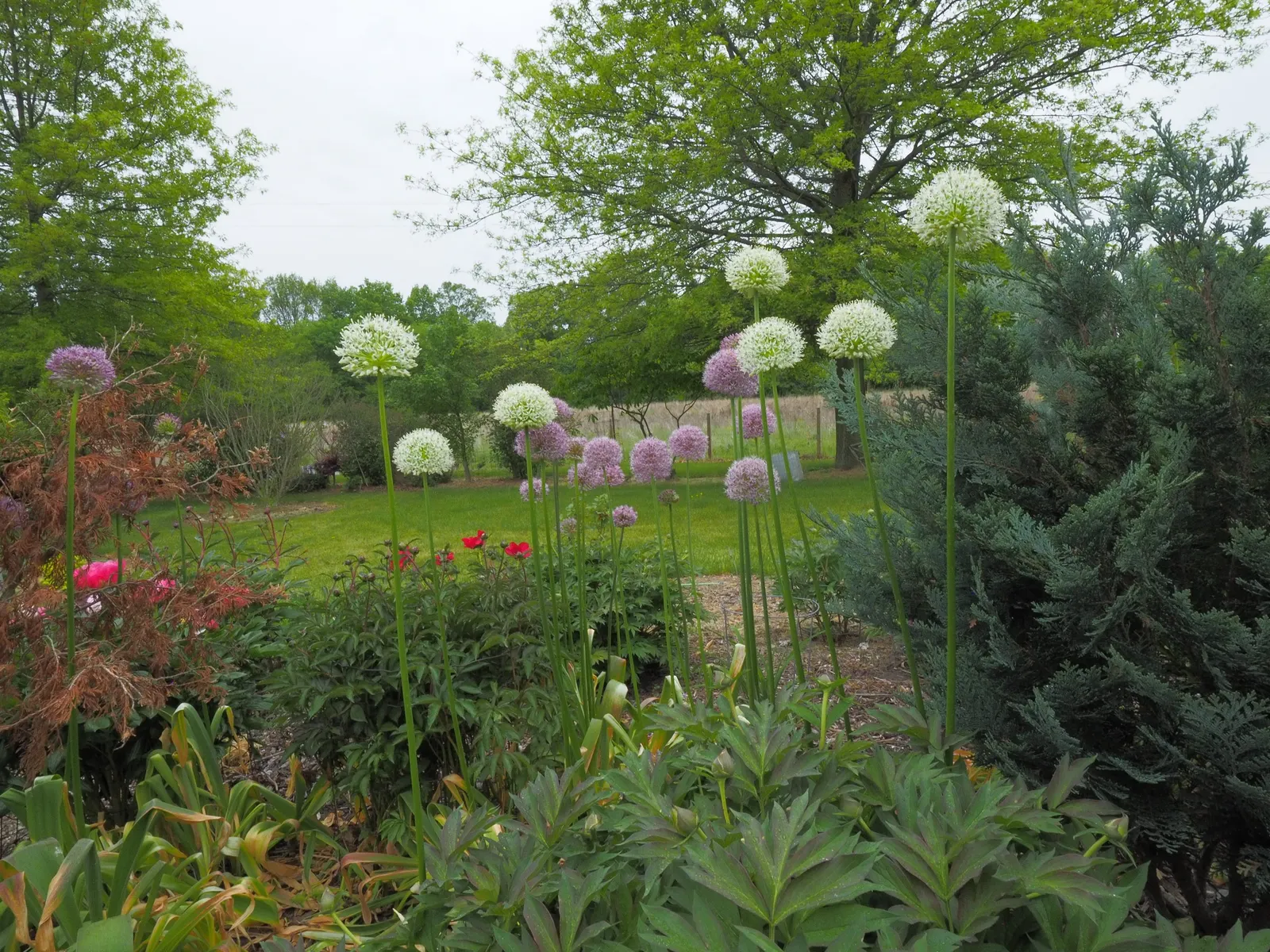 Globemaster Ornamental Onion (Allium 'Globemaster') — and as part of contemporary green spaces, image 39