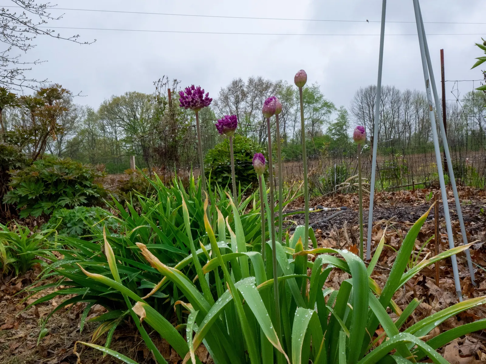 Globemaster Ornamental Onion (Allium 'Globemaster') — bulb / perennial for full or half