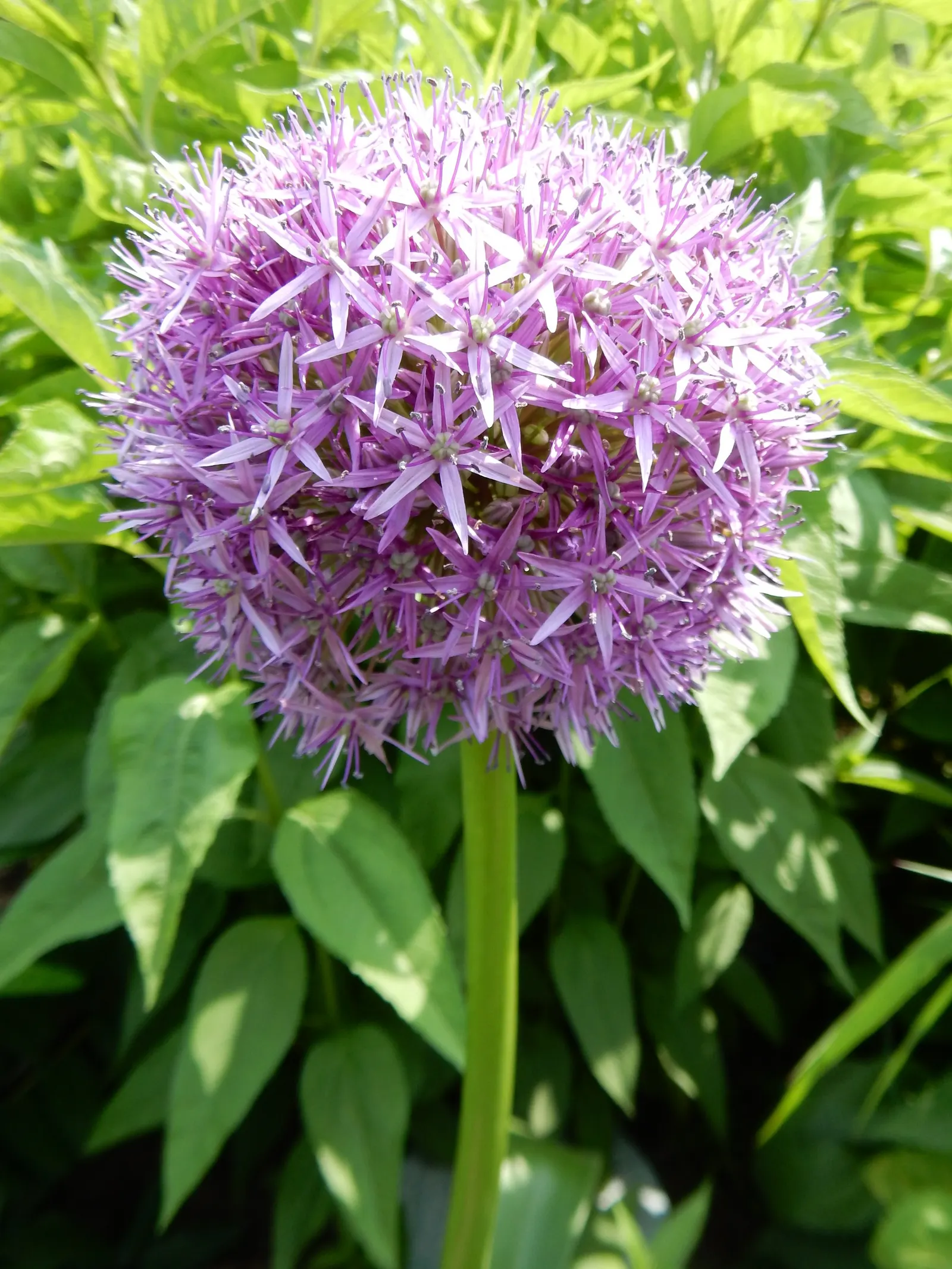 Globemaster Ornamental Onion (Allium 'Globemaster') — It stands at 3-4 feet tall with flower heads reaching up to 10 inches in diameter; glossy green leaves