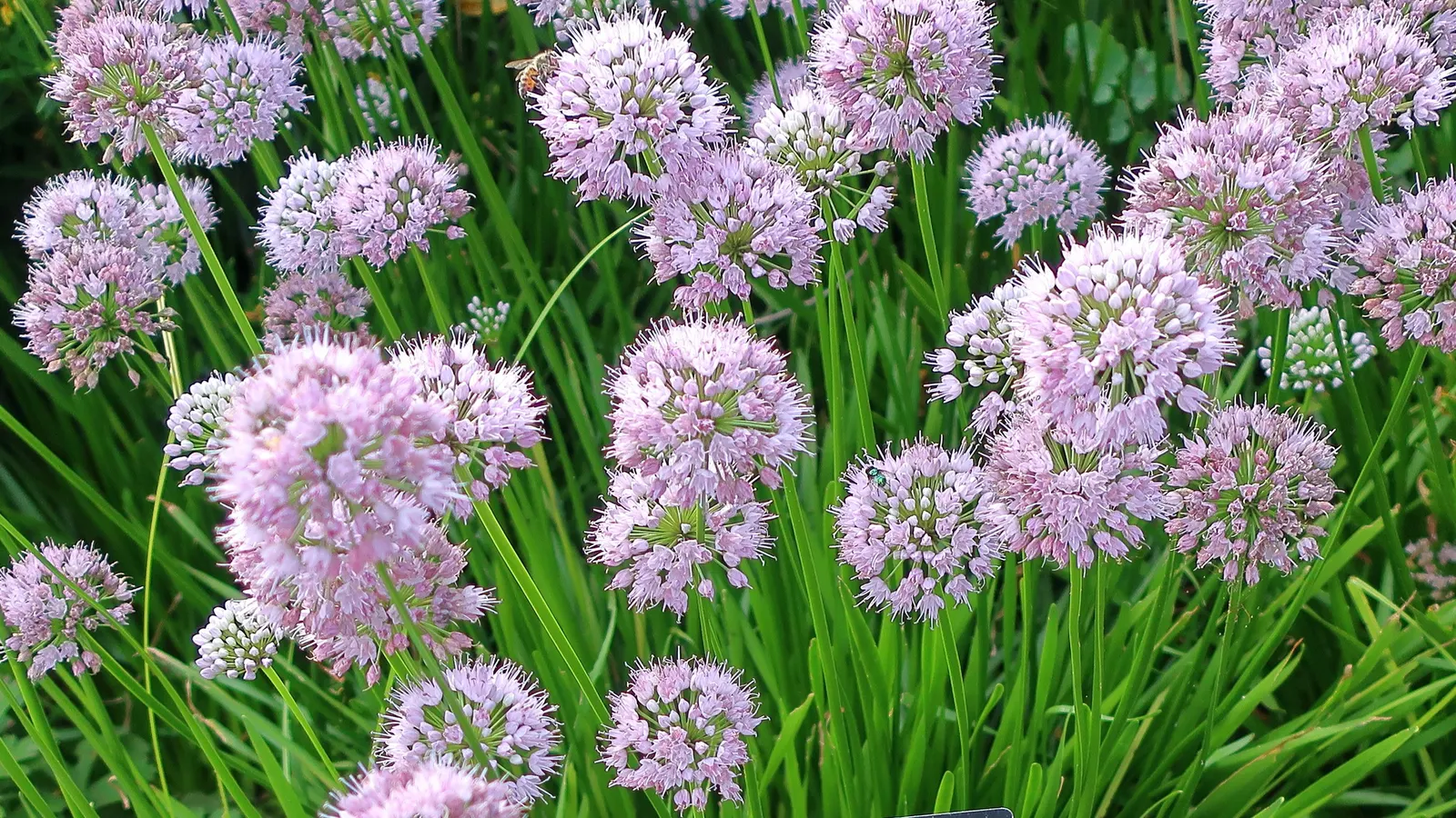 Globemaster Ornamental Onion (Allium 'Globemaster') — bulb / perennial with lavender blooms