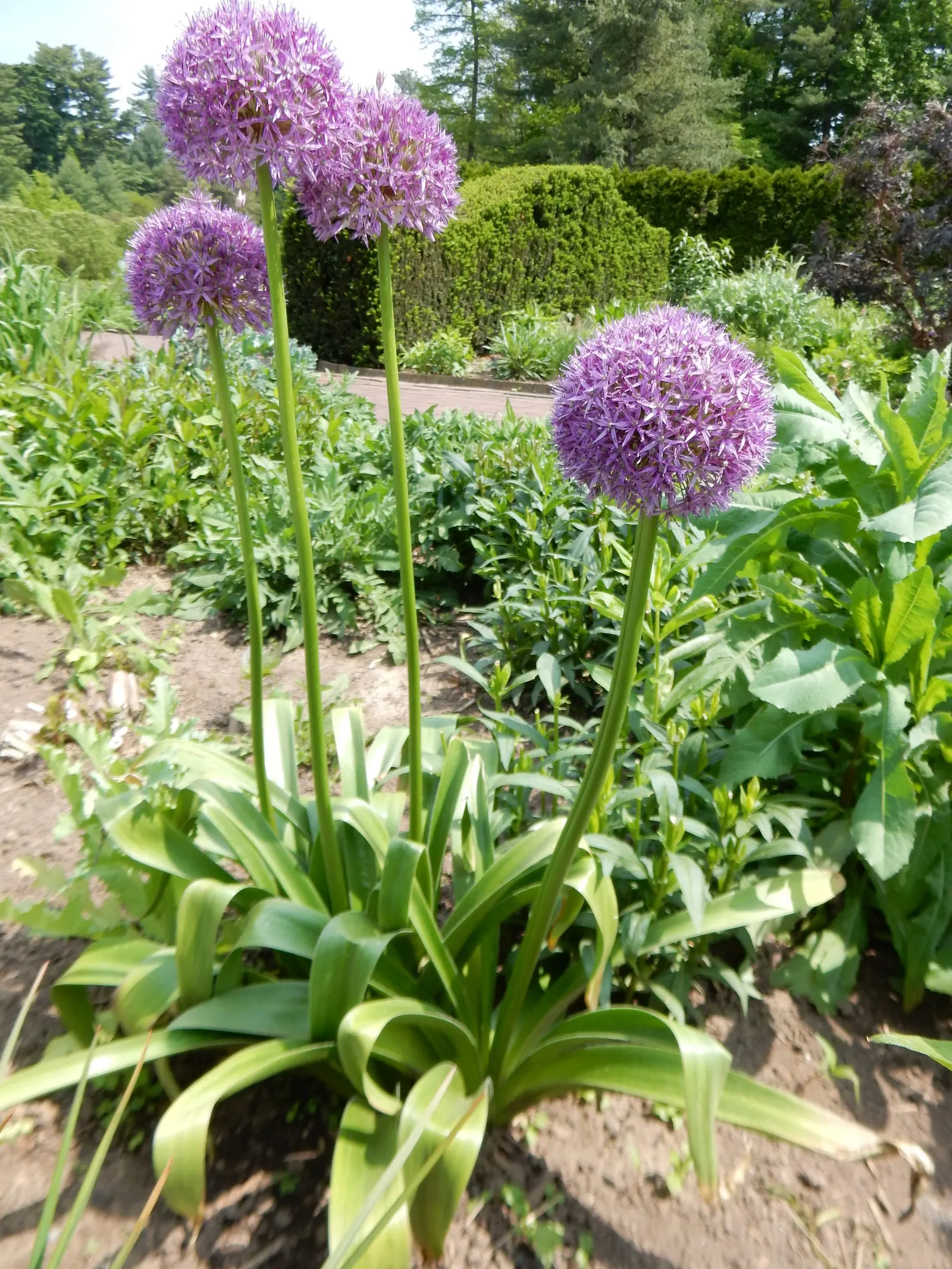 Globemaster Ornamental Onion (Allium 'Globemaster') — This ornamental onion blooms in late spring to early summer and prefers full sun with, image 25