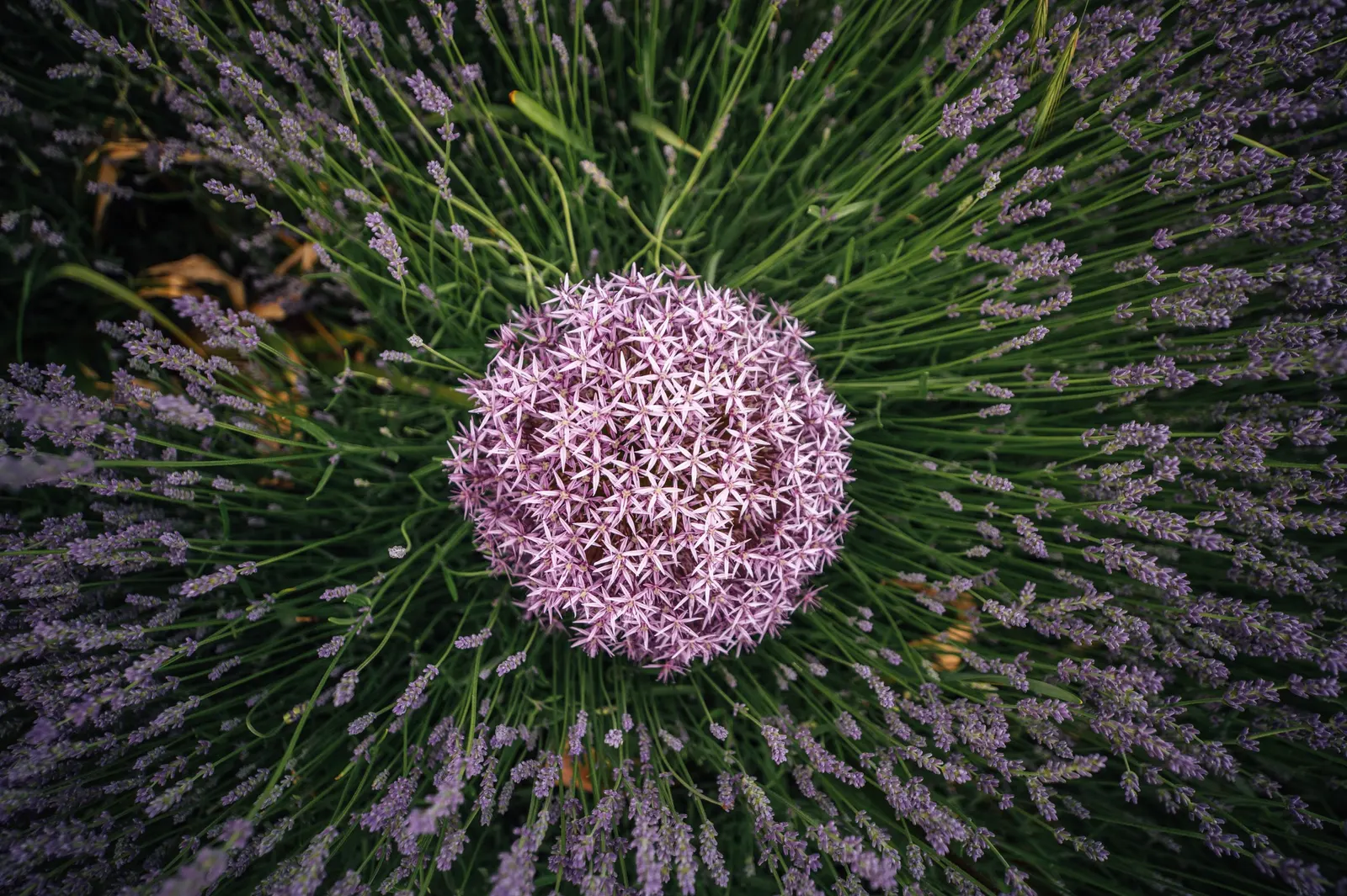 Globemaster Ornamental Onion (Allium 'Globemaster') — commonly referred to as the Globemaster Ornamental Onion