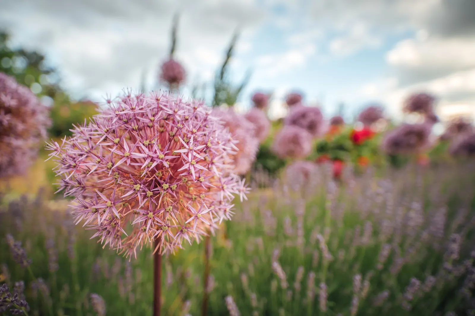 Globemaster Ornamental Onion (Allium 'Globemaster') — This lofty stature is accompanied by strap-shaped