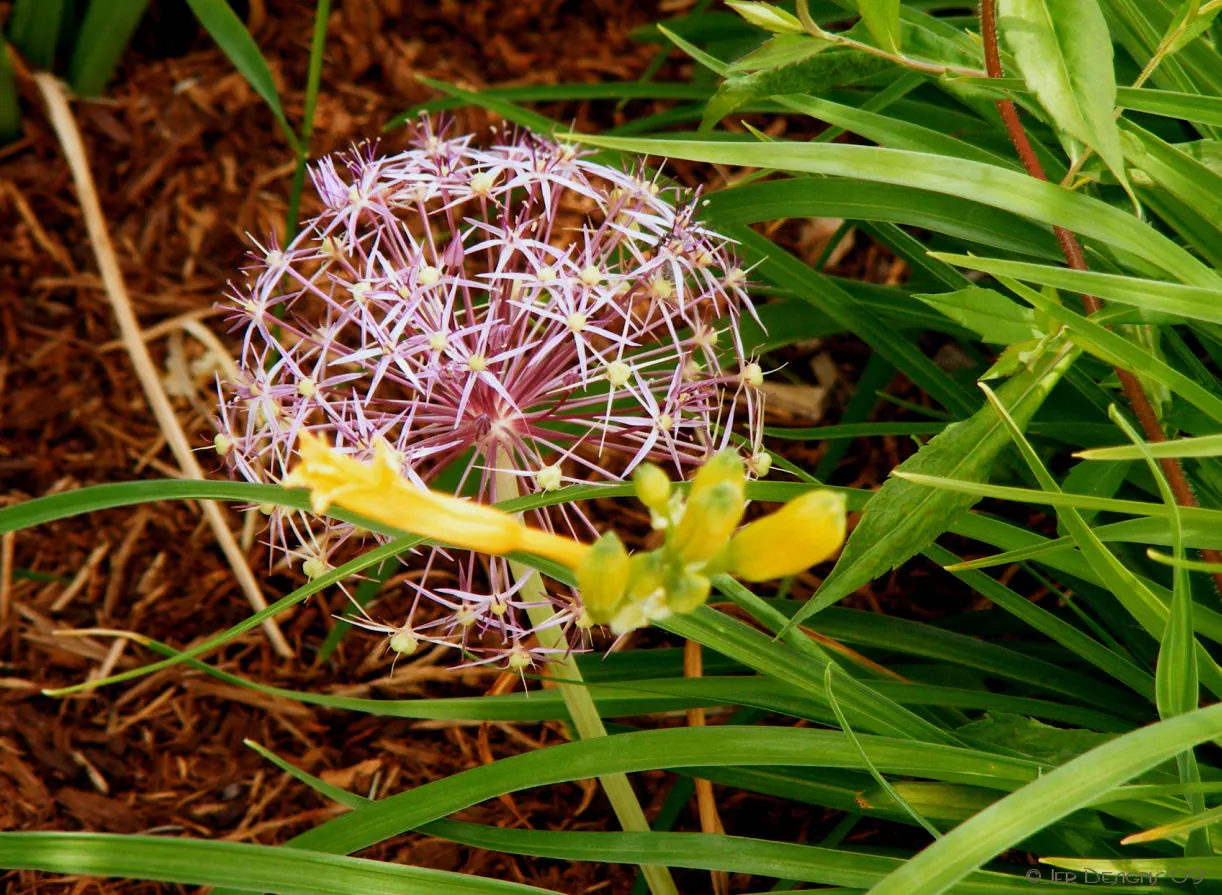 Globemaster Ornamental Onion (Allium 'Globemaster') — This lofty stature is accompanied by strap-shaped; this ornamental onion blooms in late spring to early