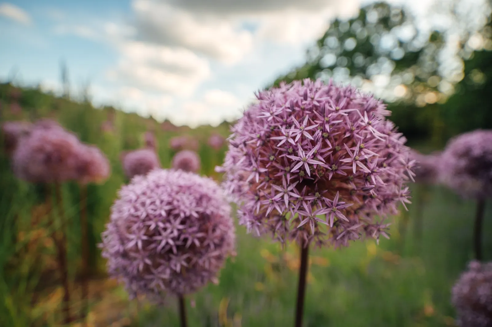 Globemaster Ornamental Onion (Allium 'Globemaster') — With low maintenance needs; this ornamental onion blooms in late spring to early summer and prefers full