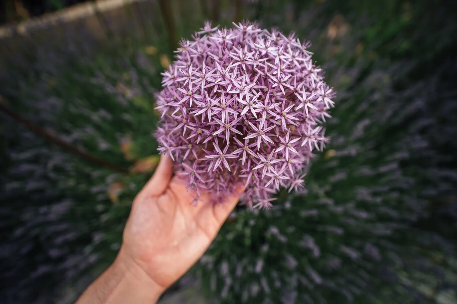 Globemaster Ornamental Onion (Allium 'Globemaster') — With low maintenance needs