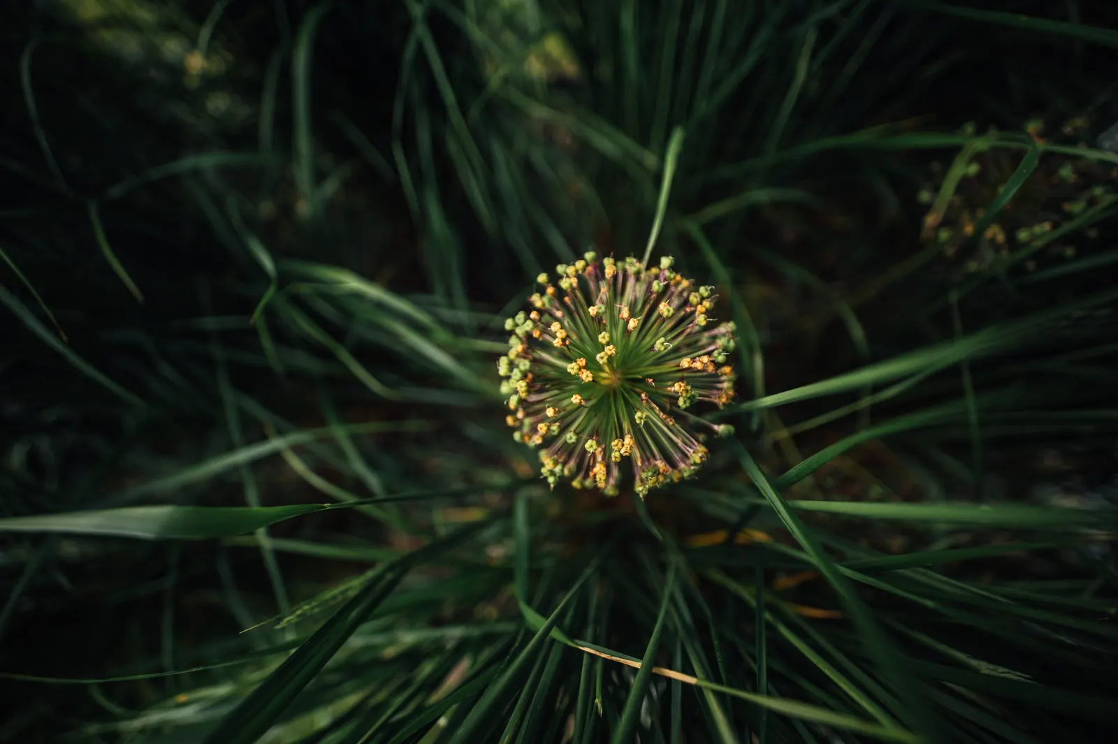 Globemaster Ornamental Onion (Allium 'Globemaster') — It stands at 3-4 feet tall with flower heads reaching up to 10 inches in diameter