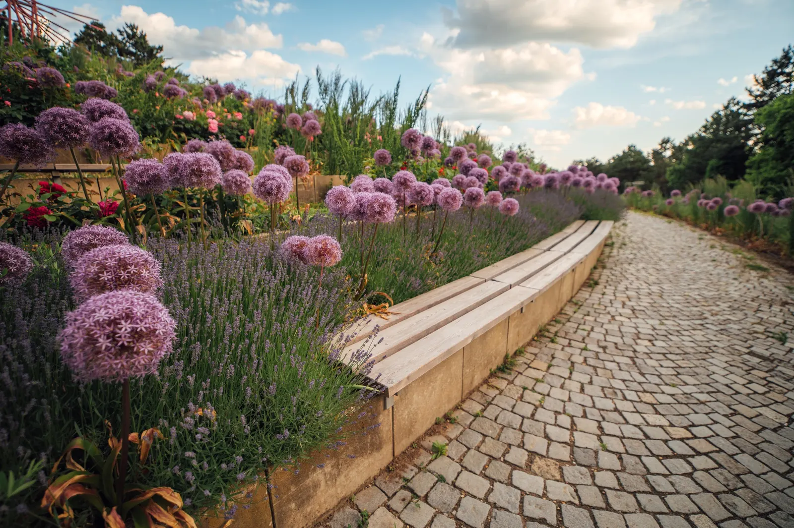 Globemaster Ornamental Onion (Allium 'Globemaster') — providing continued interest throughout the season