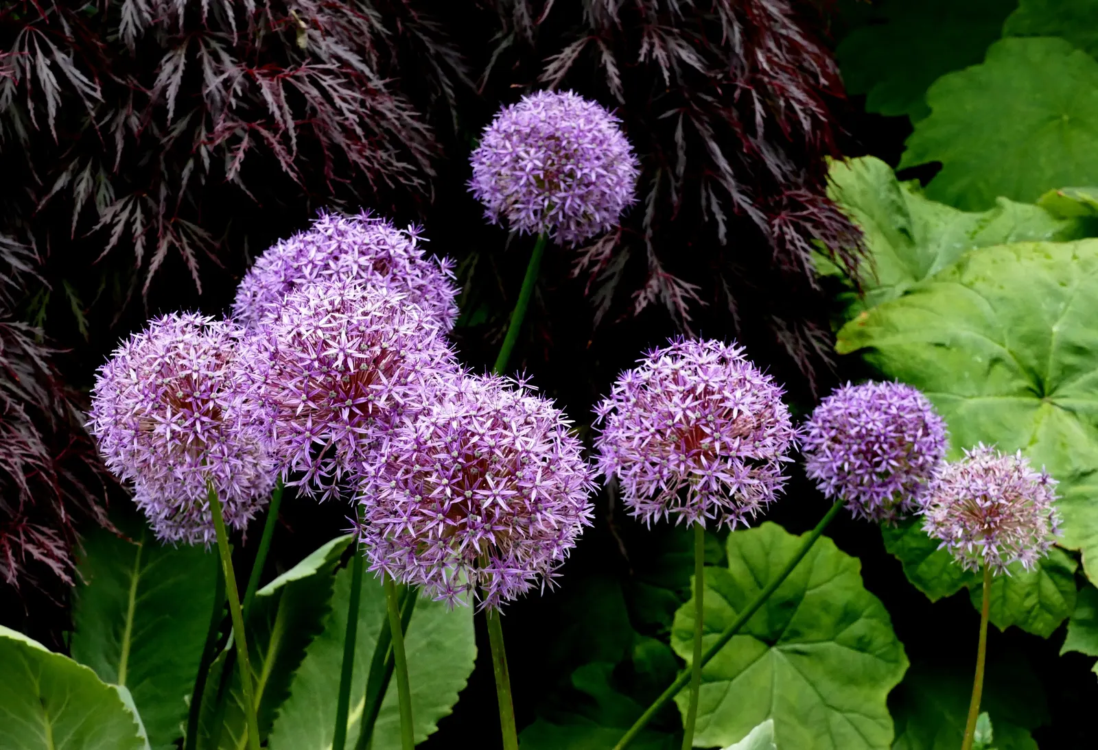 Globemaster Ornamental Onion (Allium 'Globemaster') — This eye-catching hybrid showcases dense clusters of star-shaped; glossy green leaves that, image 50