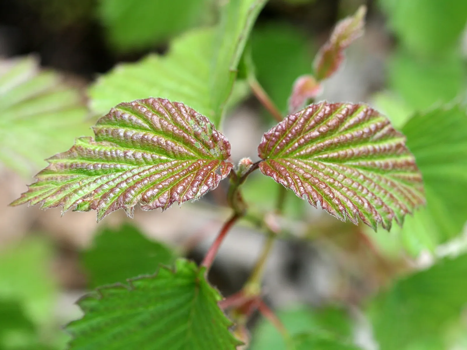 Arrowwood Viburnum (Viburnum Dentatum) — This hardy native grows 6-10 feet high and wide, thriving in zones 3-8; or as a naturalistic specimen and is prized