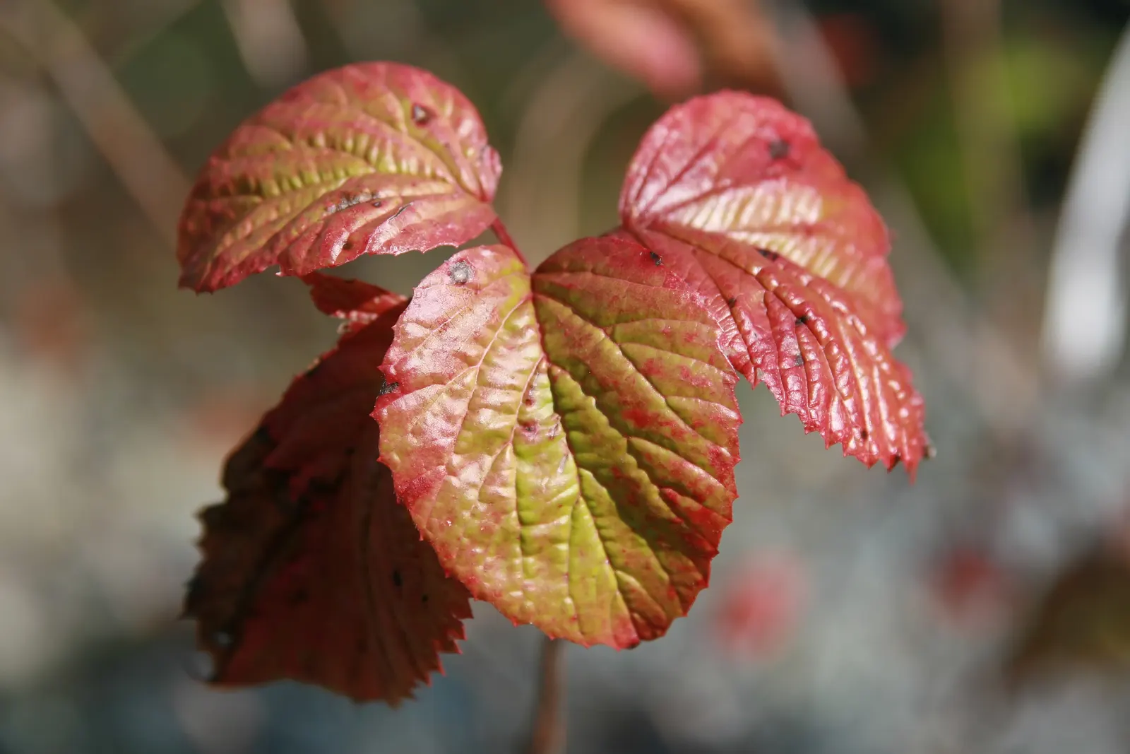 Arrowwood Viburnum (Viburnum Dentatum) — Regular pruning maintains its attractive shape