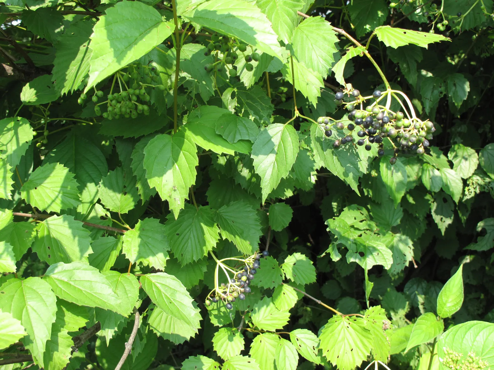 Arrowwood Viburnum (Viburnum Dentatum) — scientifically known as Viburnum dentatum; shrub for full or half