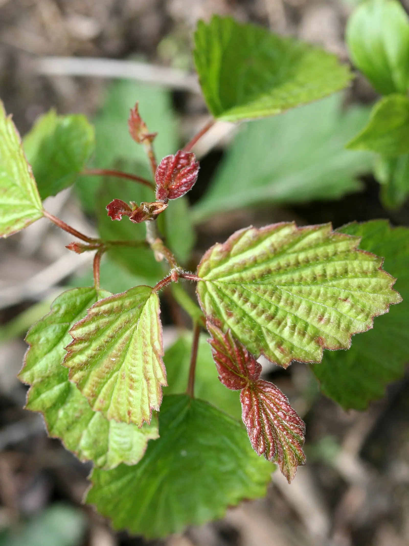 Arrowwood Viburnum (Viburnum Dentatum) — turn a stunning array of yellow to red-purple in the fall, image 35