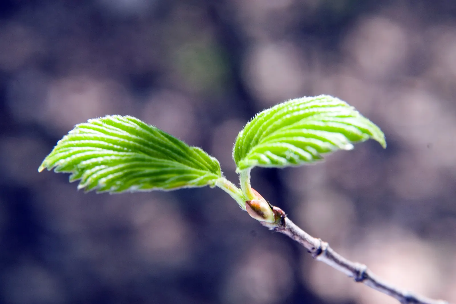 Arrowwood Viburnum (Viburnum Dentatum) — offering a profuse display of deep green