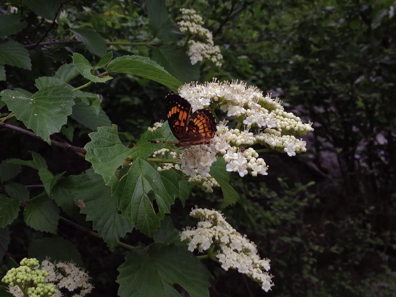 Arrowwood Viburnum (Viburnum Dentatum) — pest and disease resistance