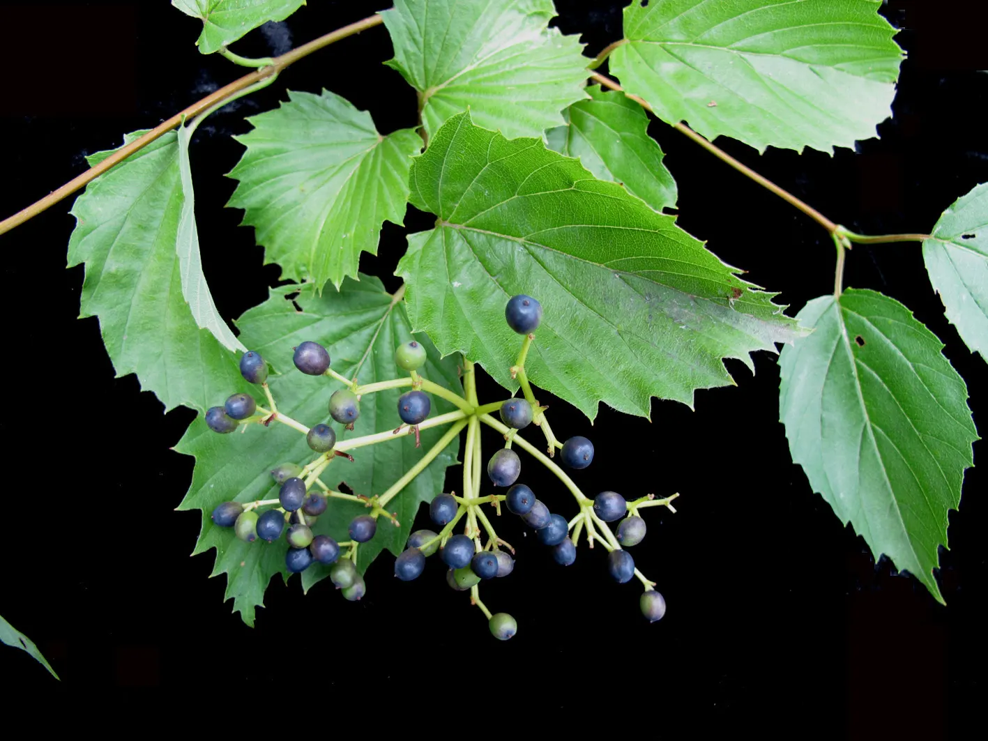 Arrowwood Viburnum (Viburnum Dentatum) — treasured for its creamy-white spring blooms and rich blue-black autumn berries; which measure between 2 to 4 inches