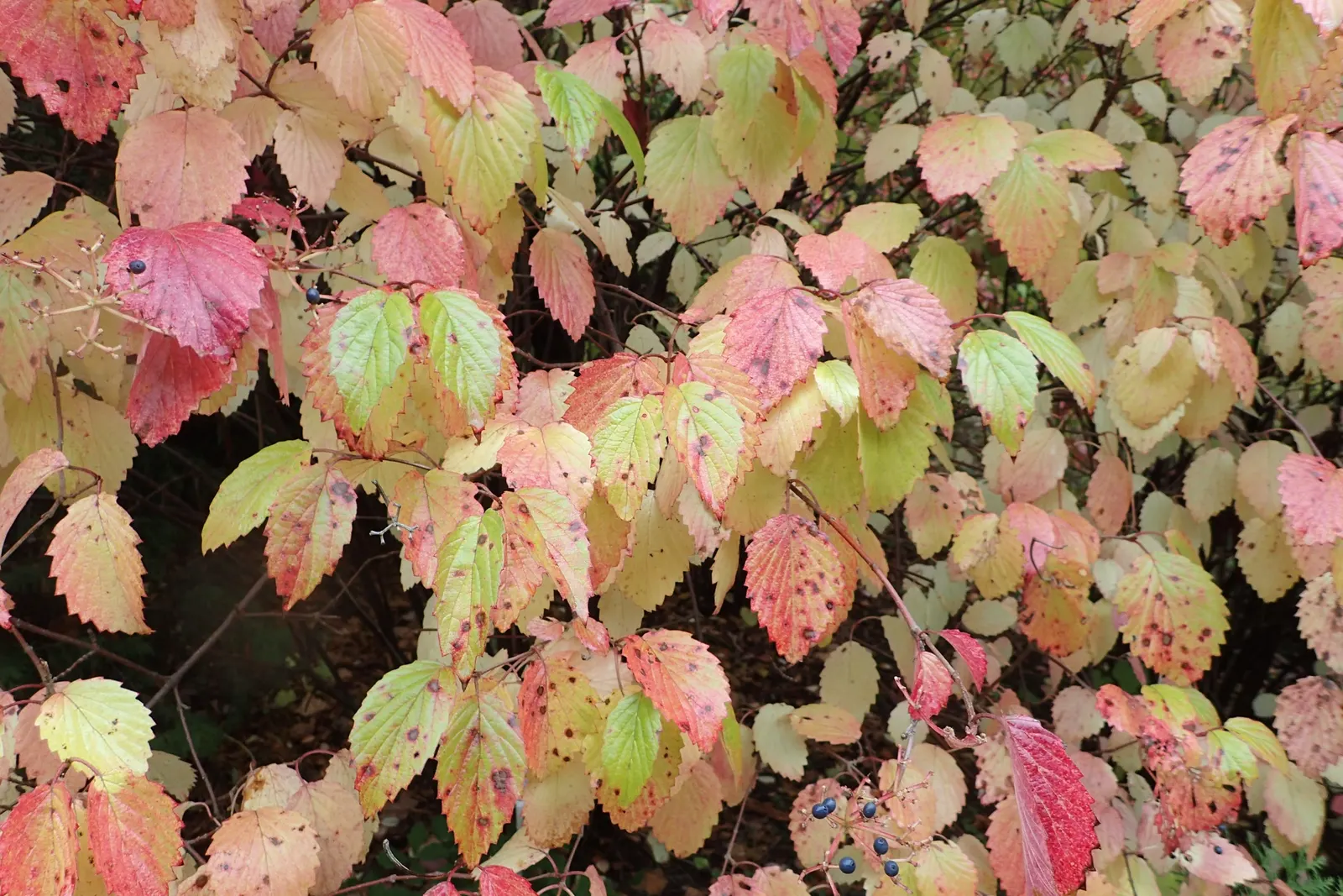 Arrowwood Viburnum (Viburnum Dentatum) — approximately 2 to 5 inches across