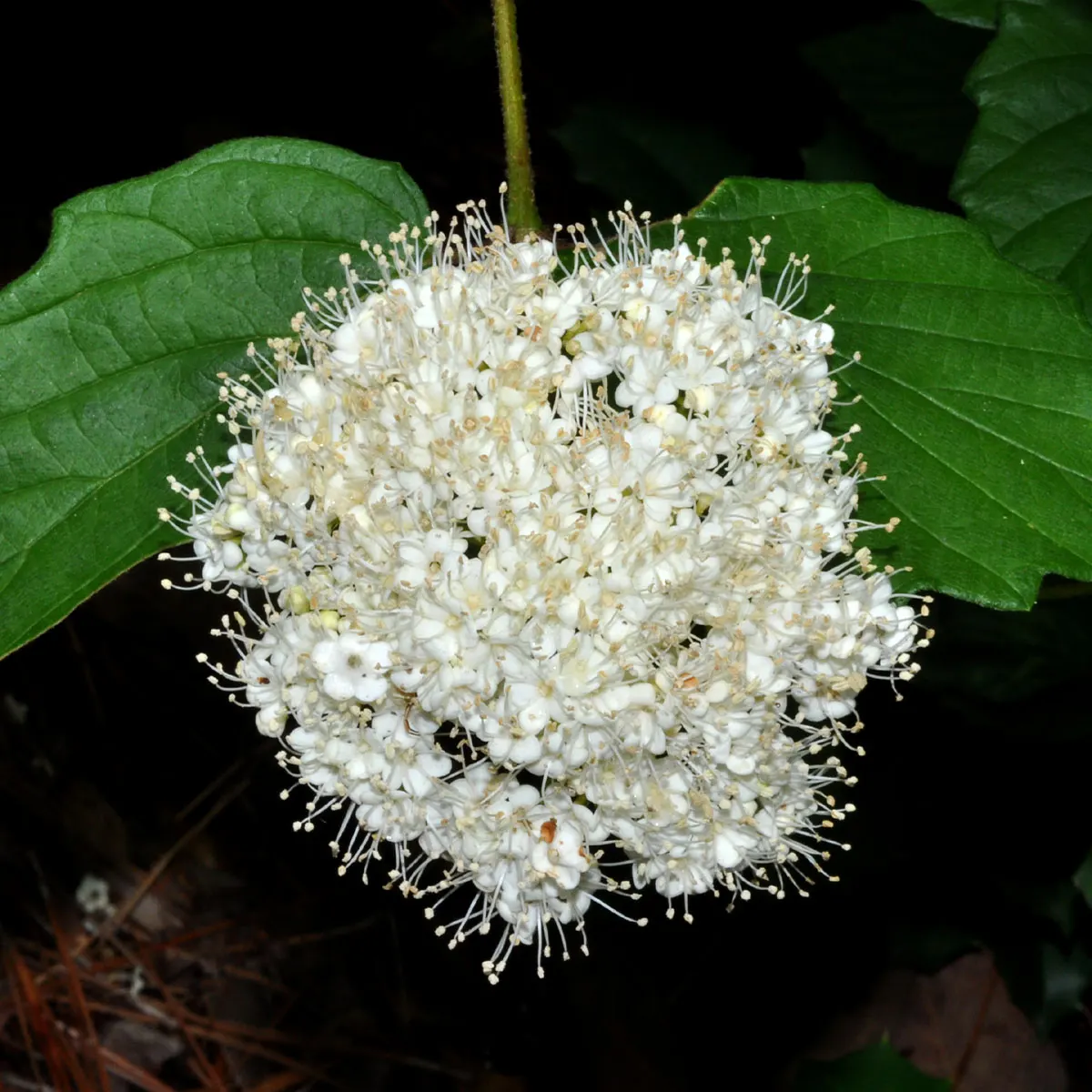 Arrowwood Viburnum (Viburnum Dentatum) — shrub for full or half