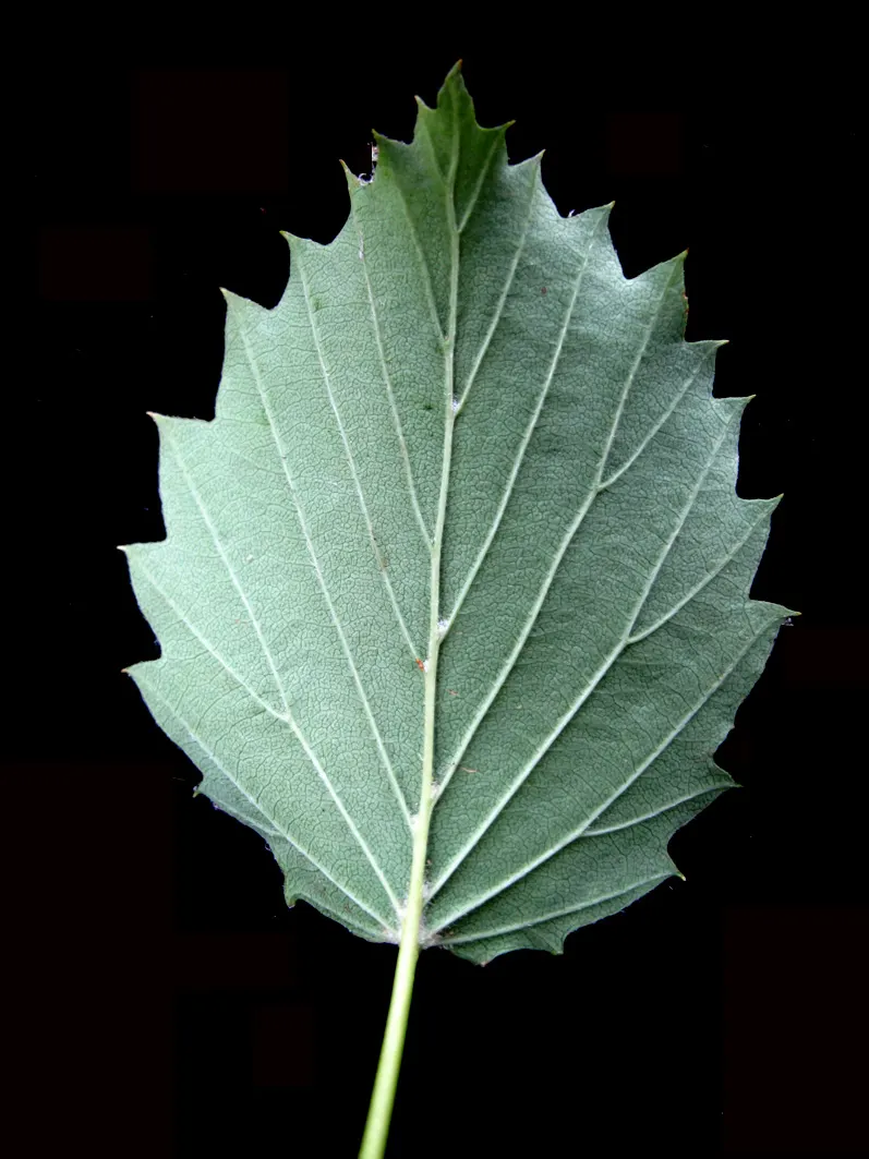 Arrowwood Viburnum (Viburnum Dentatum) — This hardy native grows 6-10 feet high and wide, thriving in zones 3-8; or as a naturalistic specimen and, image 49