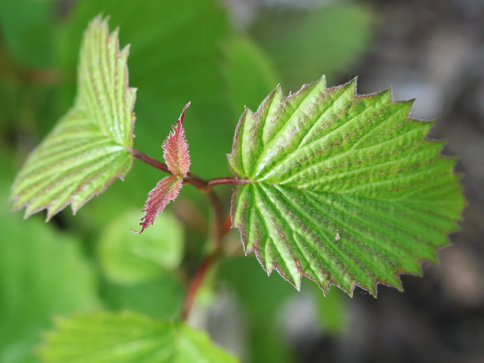 Arrowwood Viburnum (Viburnum Dentatum) — and the multi-season interest it adds to any landscape