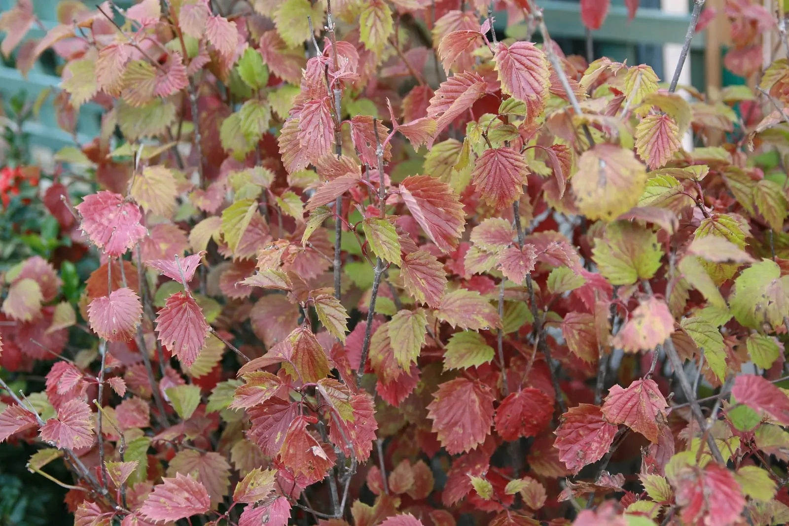 Arrowwood Viburnum (Viburnum Dentatum) — This adaptable shrub is excellent for use in mass plantings