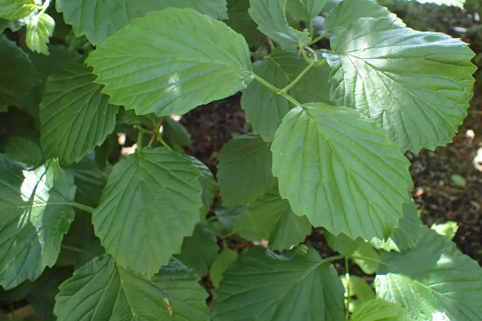 Arrowwood Viburnum (Viburnum Dentatum) — It requires full sun to partial shade, and adapts to various soil types, with moderate moisture preference