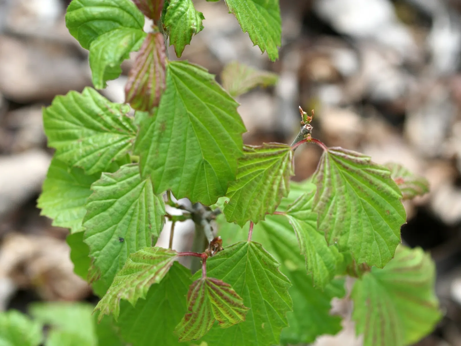 Arrowwood Viburnum (Viburnum Dentatum) — It is not particularly picky about soil but does best in well-drained conditions; this adaptable shrub is excellent