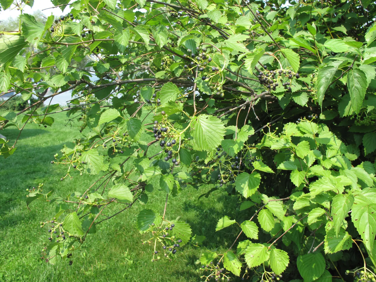 Arrowwood Viburnum (Viburnum Dentatum) — pest and disease resistance; these blooms give way to blue-black drupes that can reach up to 0.33 inches in diameter