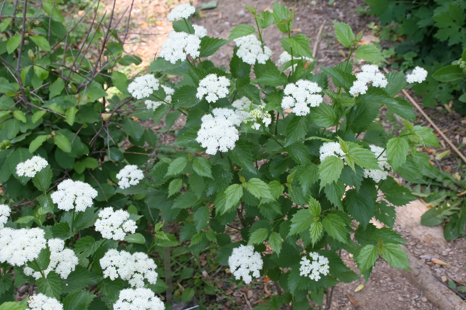 Arrowwood Viburnum (Viburnum Dentatum) — approximately 2 to 5 inches across; pest and disease resistance