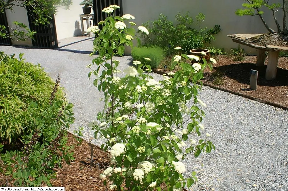 Arrowwood Viburnum (Viburnum Dentatum) — and the multi-season interest it adds to any landscape; shrub with white blooms