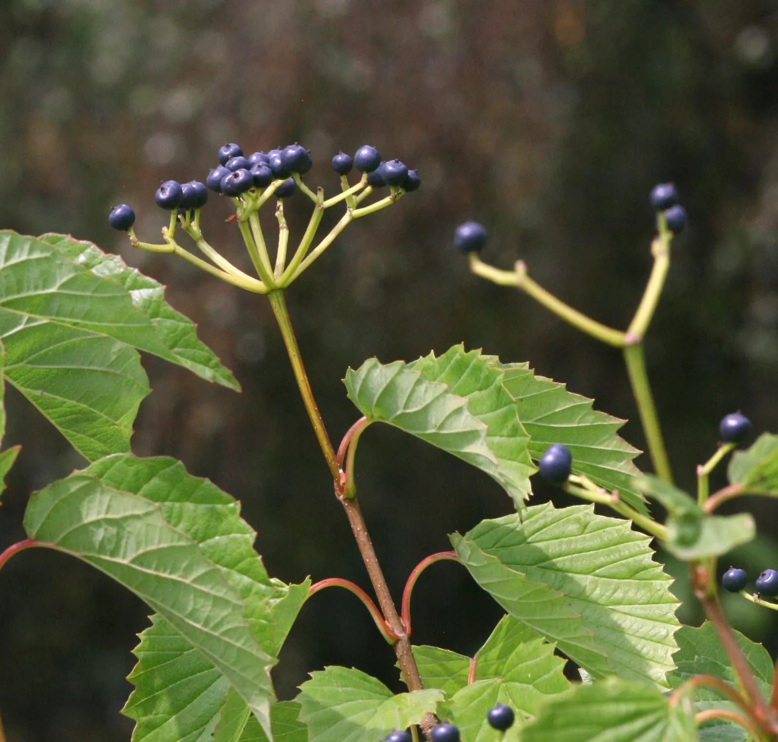 Arrowwood Viburnum (Viburnum Dentatum) — white flowers in the garden