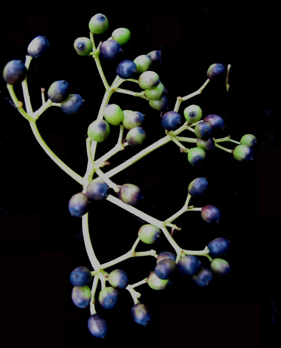 Arrowwood Viburnum (Viburnum Dentatum) — serrated foliage throughout the growing season; white flowers in the garden