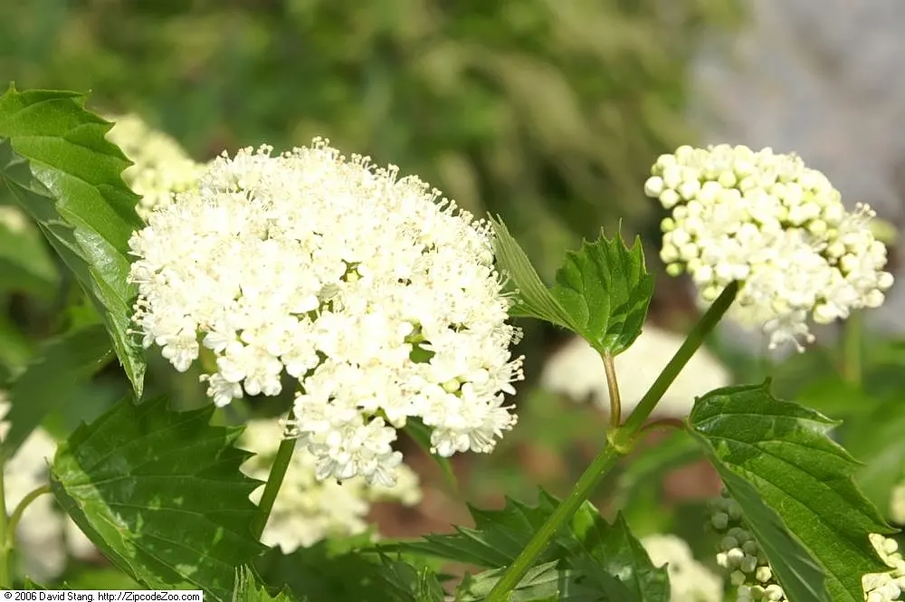 Arrowwood Viburnum (Viburnum Dentatum) — treasured for its creamy-white spring blooms and rich blue-black autumn berries; which measure between 2, image 48