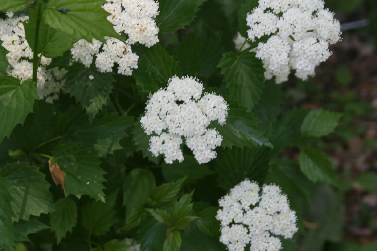 Arrowwood Viburnum (Viburnum Dentatum) — these blooms give way to blue-black drupes that can reach up to 0.33 inches in diameter; serrated foliage throughout