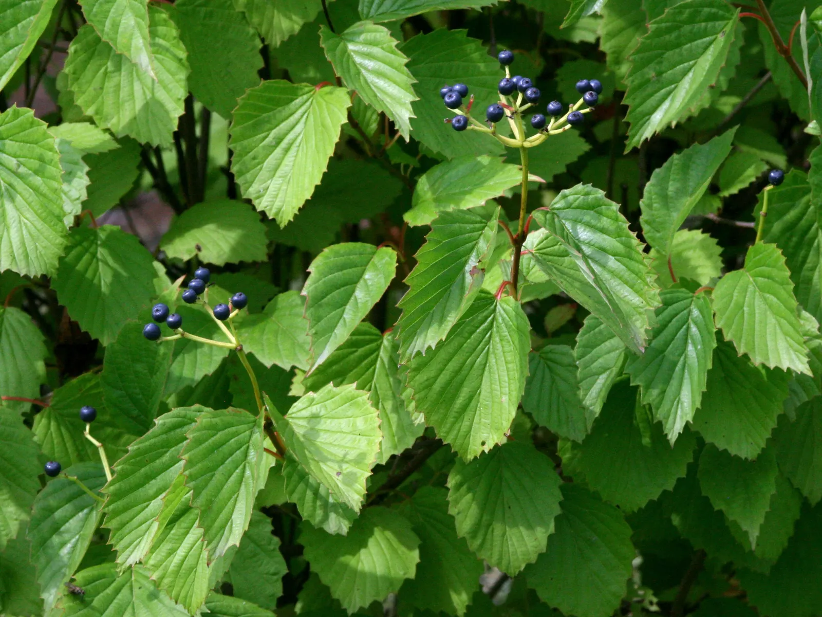 Arrowwood Viburnum (Viburnum Dentatum) — This North American native typically reaches heights of 6 to 10 feet with a similar spread; scientifically known as