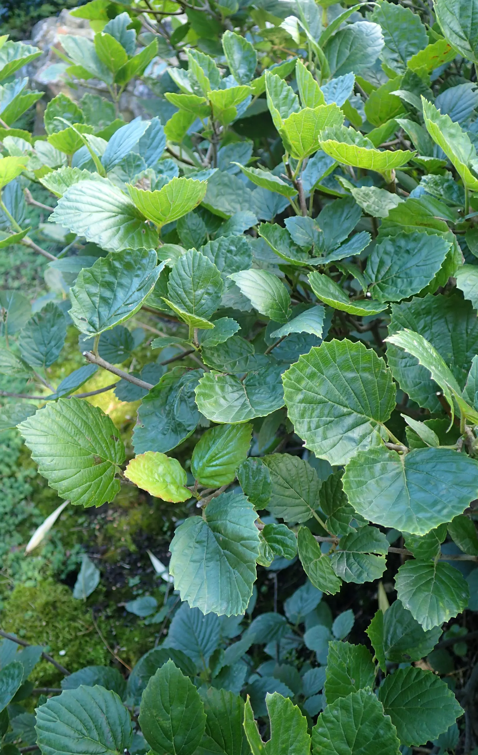 Arrowwood Viburnum (Viburnum Dentatum) — It requires full sun to partial shade, and adapts to various soil types, with moderate moisture preference; offering a