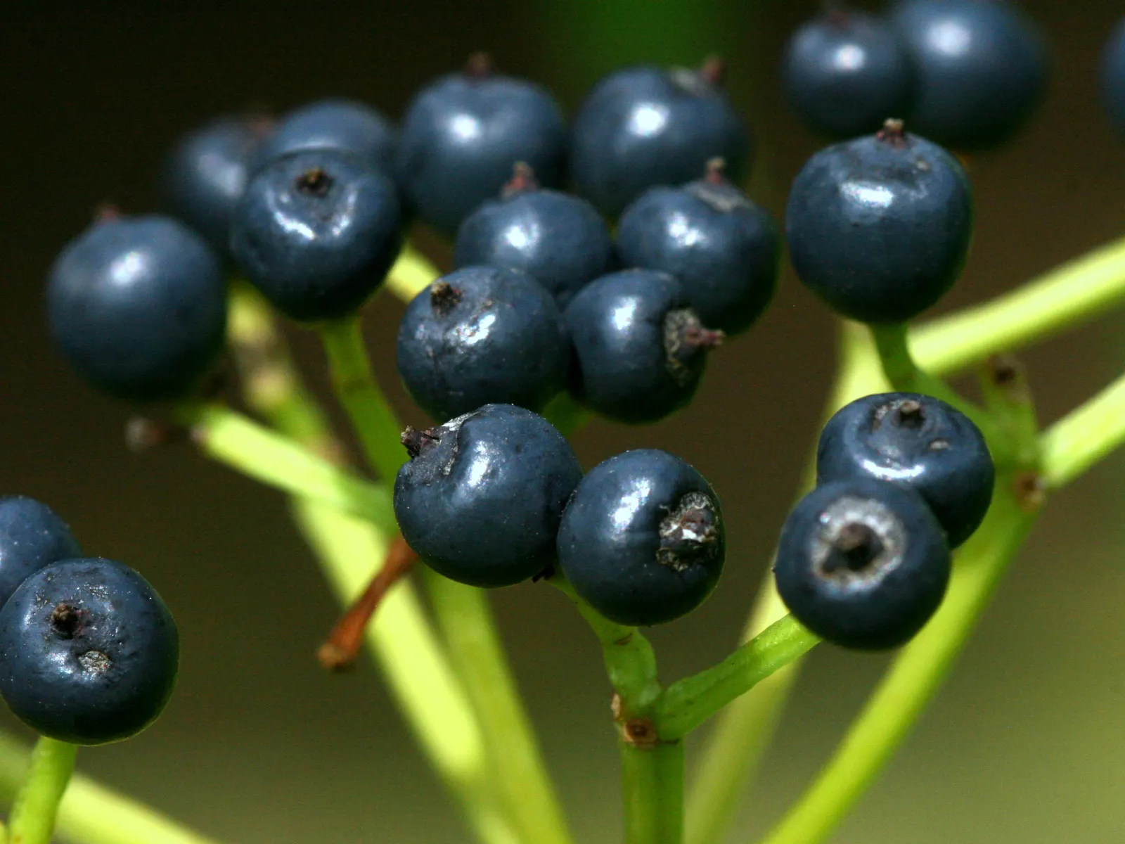 Arrowwood Viburnum (Viburnum Dentatum) — or as a naturalistic specimen and is prized for its ease of care; this North American native typically reaches heights