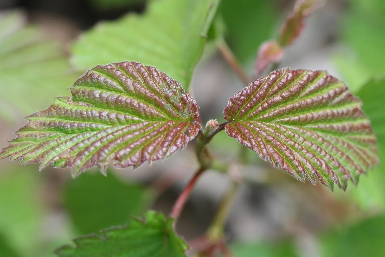 Arrowwood Viburnum (Viburnum Dentatum) — which are not only visually pleasing but also serve as a nectar source for pollinators
