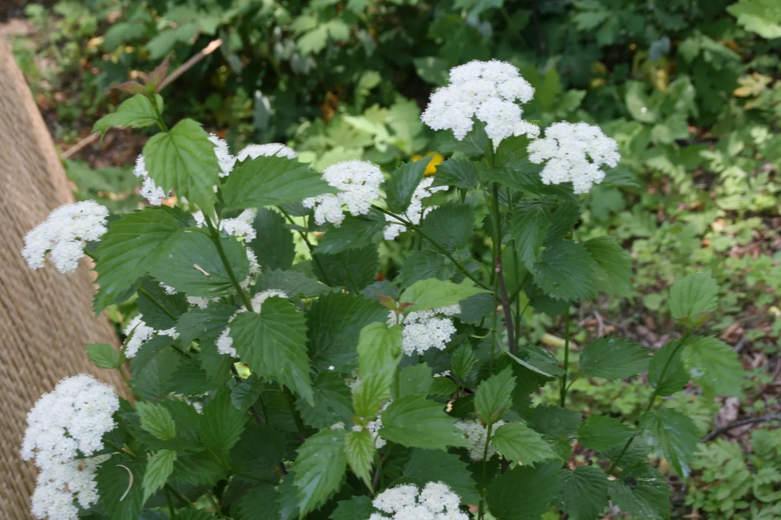 Arrowwood Viburnum (Viburnum Dentatum) — This adaptable shrub is excellent for use in mass plantings; arrowwood Viburnum (Viburnum dentatum) is a versatile