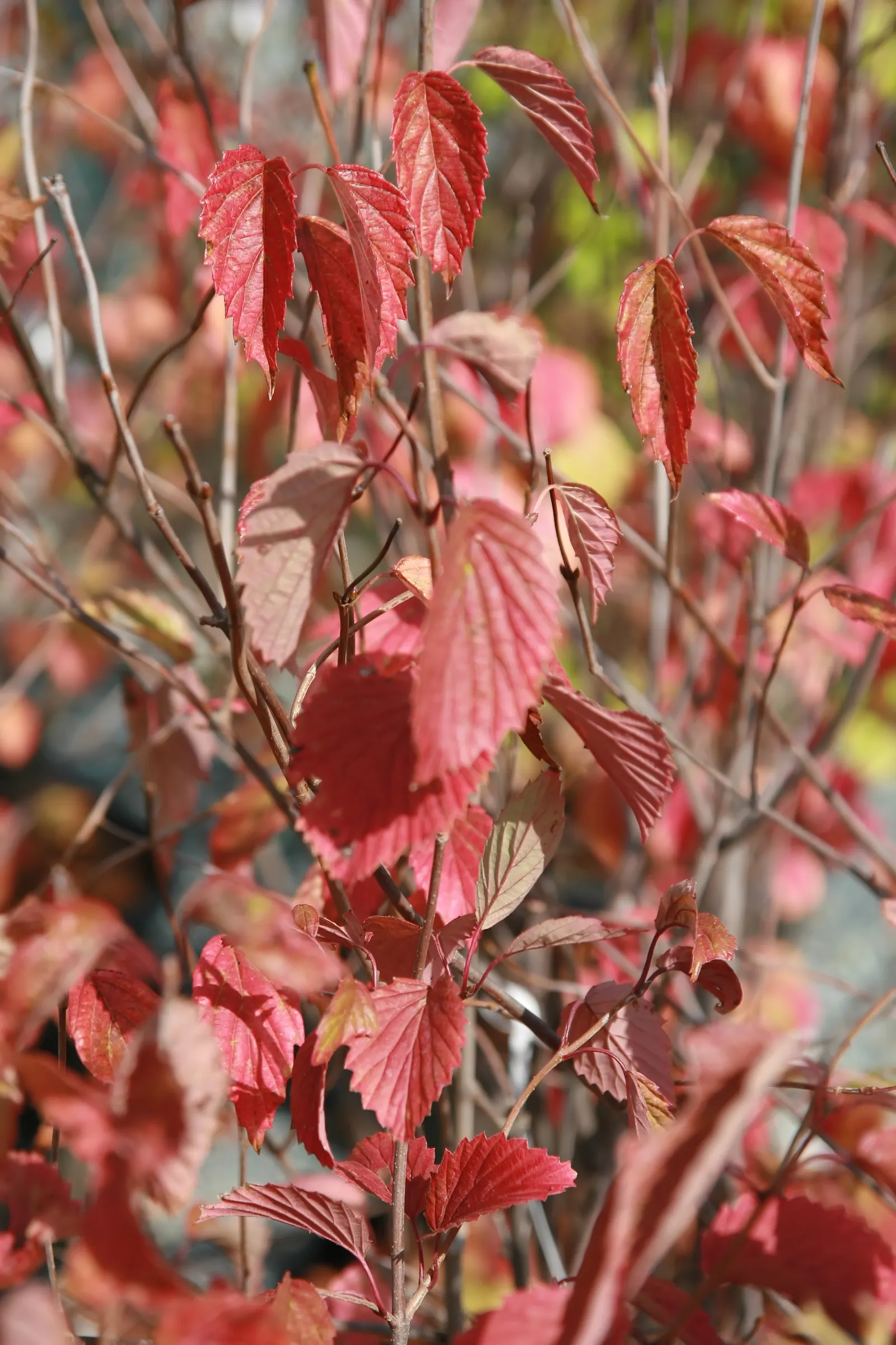 Arrowwood Viburnum (Viburnum Dentatum) — Arrowwood Viburnum (Viburnum dentatum) is a versatile deciduous shrub