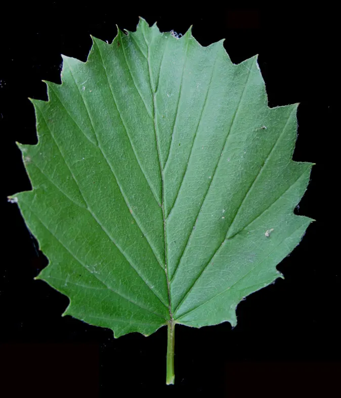 Arrowwood Viburnum (Viburnum Dentatum) — which measure between 2 to 4 inches long; it requires full sun to partial shade, and adapts to various soil types
