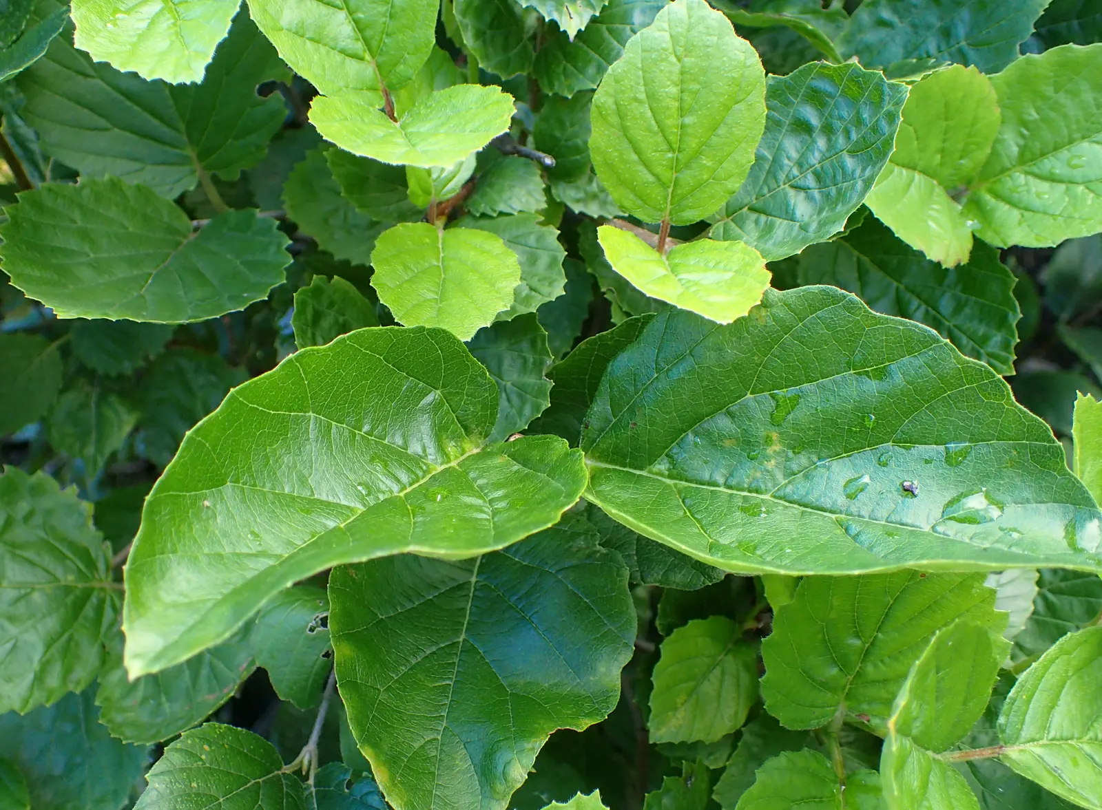 Arrowwood Viburnum (Viburnum Dentatum) — serrated foliage throughout the growing season