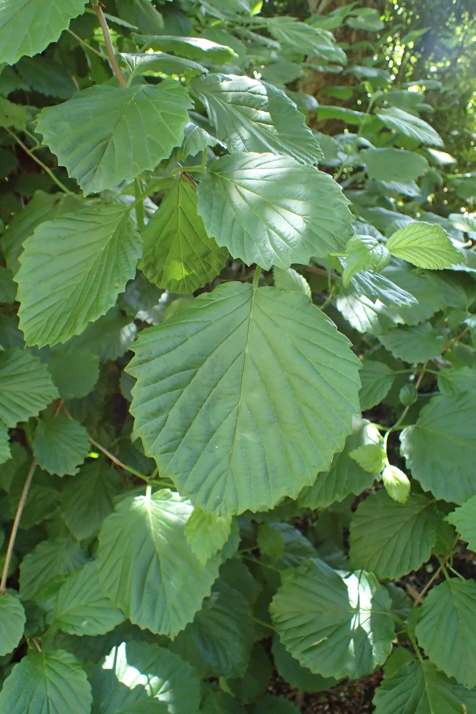 Arrowwood Viburnum (Viburnum Dentatum) — or as a naturalistic specimen and is prized for its ease of care