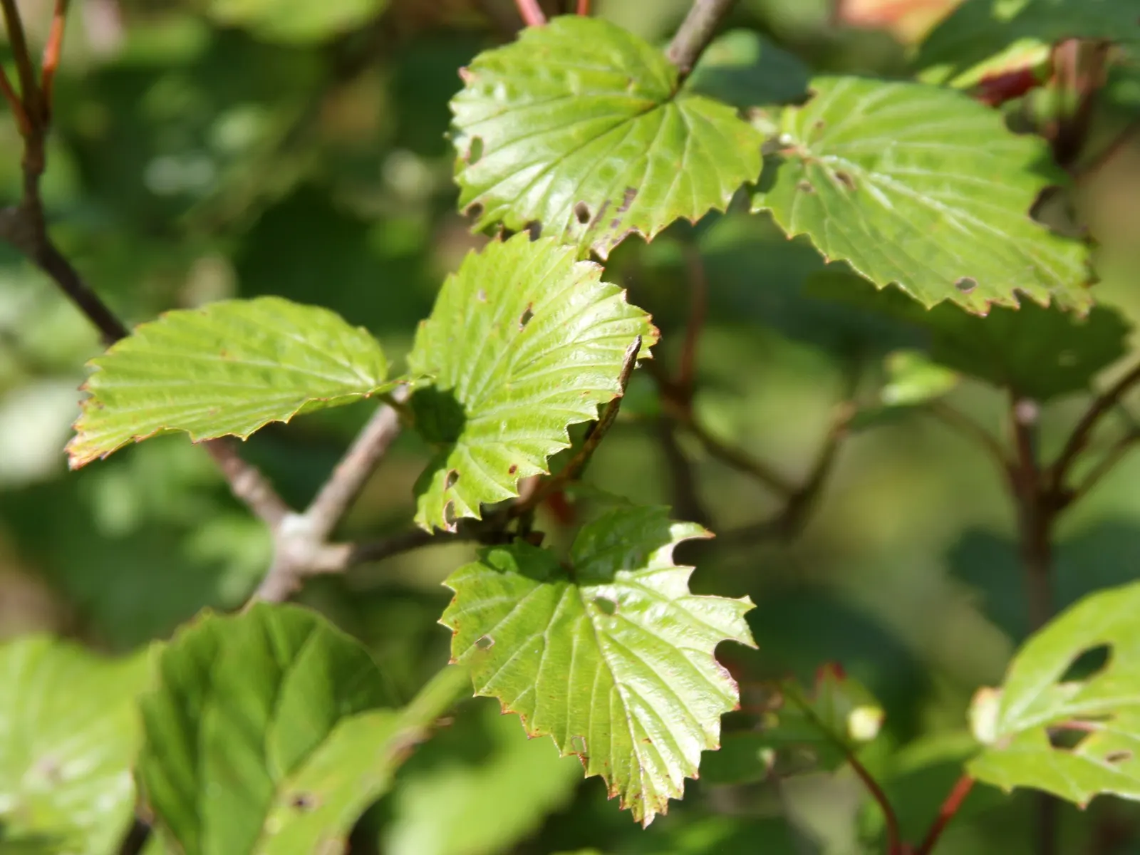 Arrowwood Viburnum (Viburnum Dentatum) — shrub for full or half; and the multi-season interest it adds to any landscape
